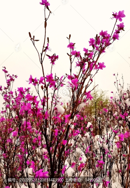 雪中杜鵑花