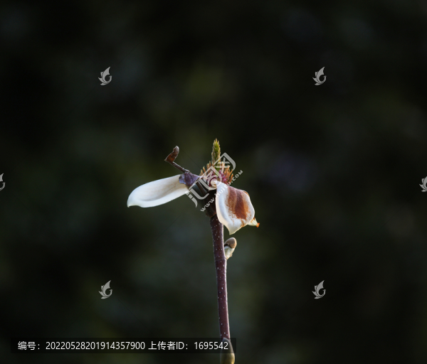 玉蘭花