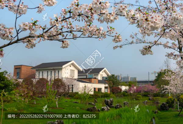 櫻花
