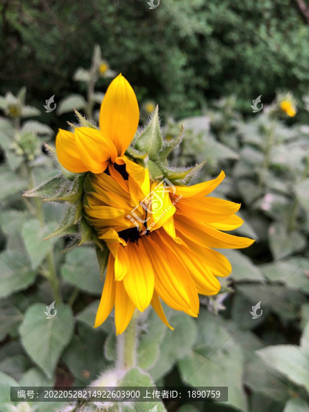 太陽花開