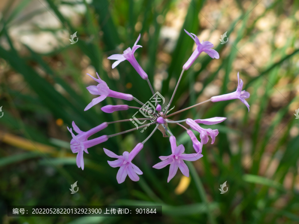紫嬌花紫粉色的花朵