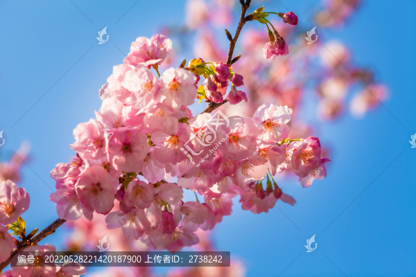 山櫻朵朵迎春來