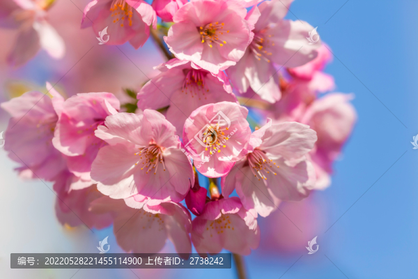 山櫻朵朵迎春來