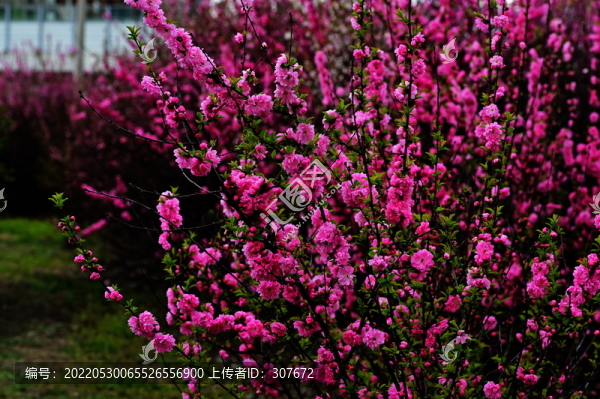花卉