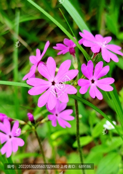 紫色小花