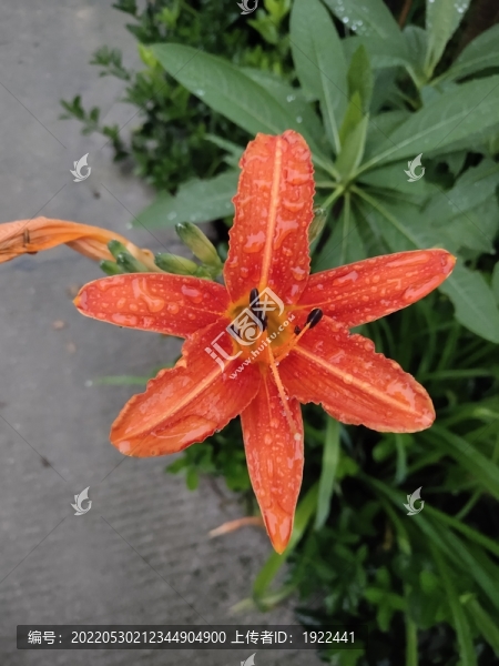 黃花菜