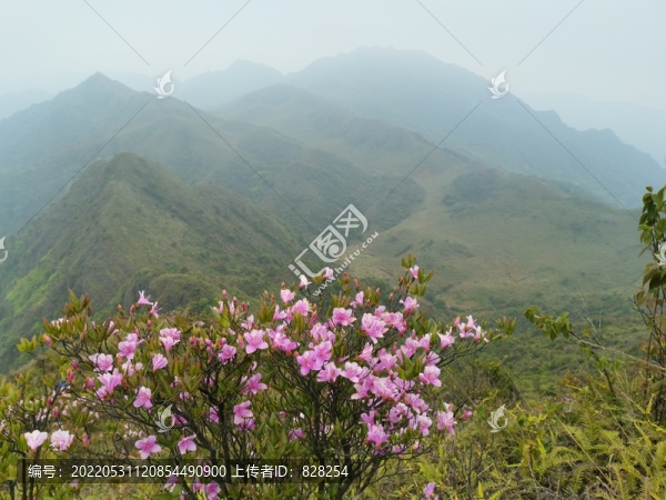 杜鵑花
