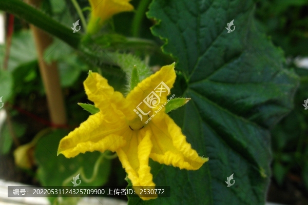 黃瓜花