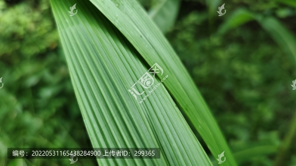 仙茅仙草生南國(guó)綠葉也多姿