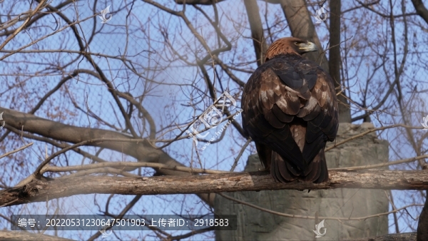 動(dòng)物園野生動(dòng)物禿鷲雄鷹