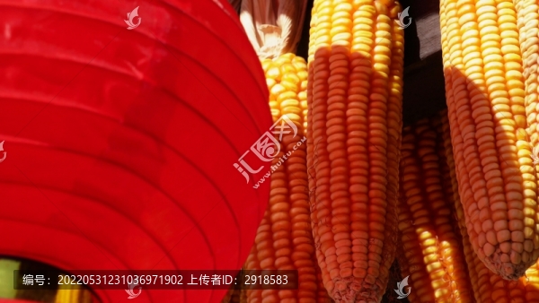 豐收過年富足懸掛的玉米