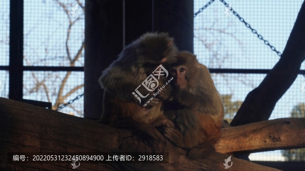 猴子一家抱在一起取暖溫馨