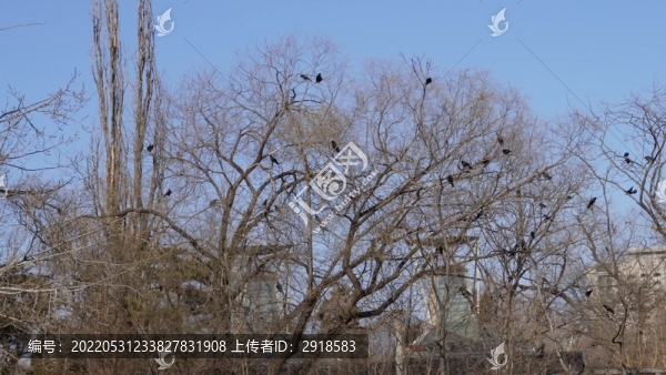 枯樹枝上一群烏鴉盤旋厄運