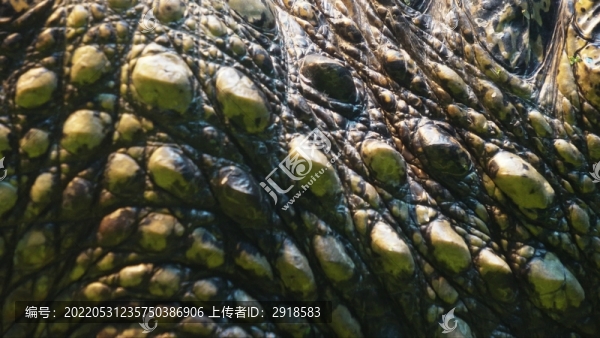爬行兩棲動物鱷魚特寫