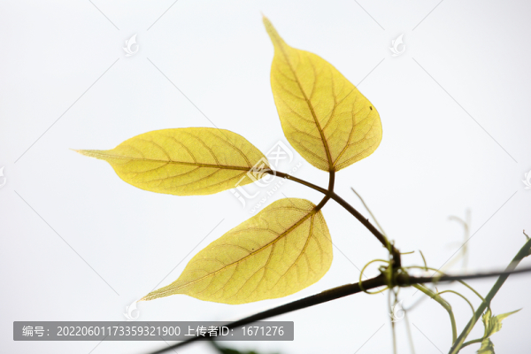 光影樹葉