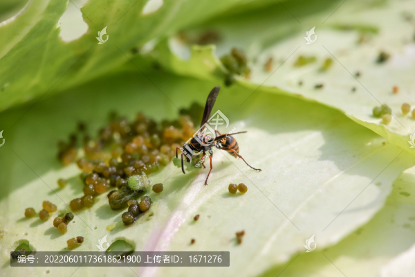 野蜂