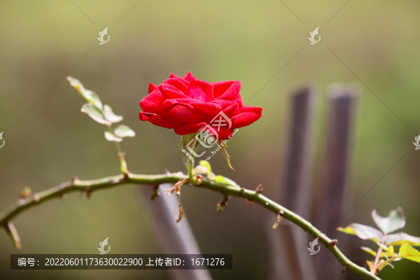 月季花