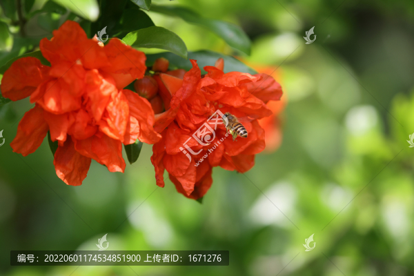 蜜蜂