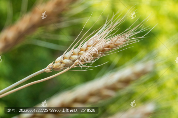 麥穗金色小麥