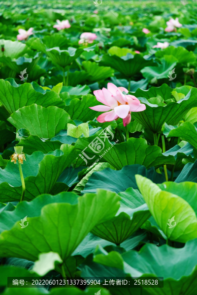 荷花叢夏天風(fēng)景