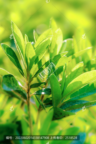 綠色植物小草葉子逆光