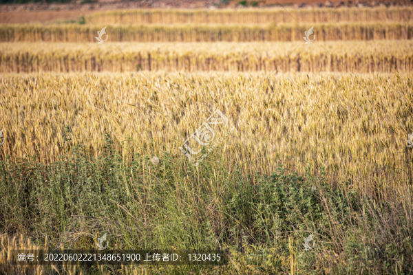 麥田