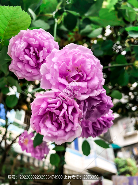 薔薇