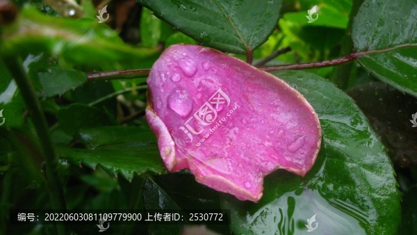 落紅
