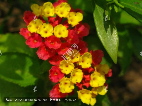馬櫻丹
