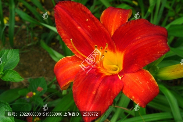 萱草