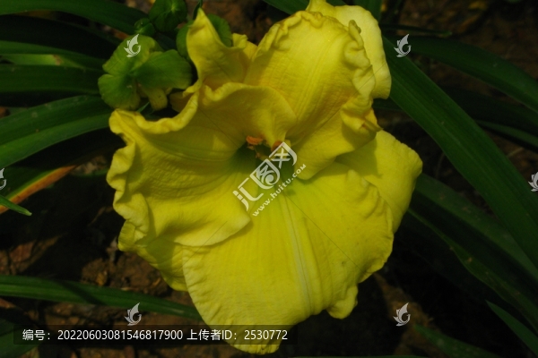 萱草