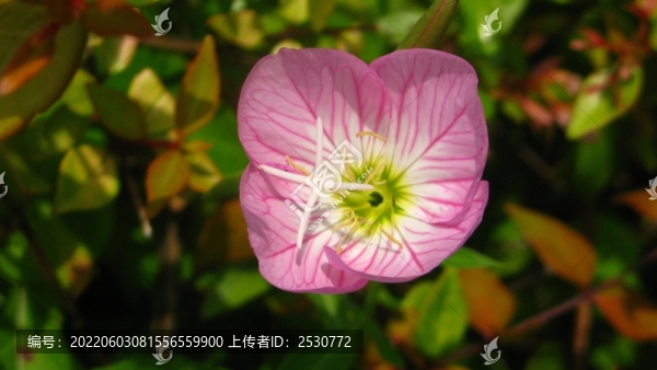 美麗月見草