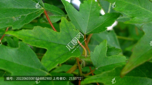 三角槭