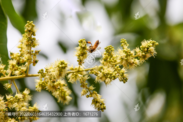 無患子花