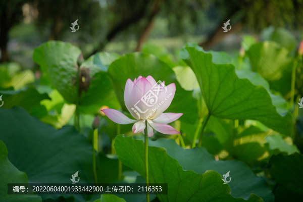 盛開的荷花