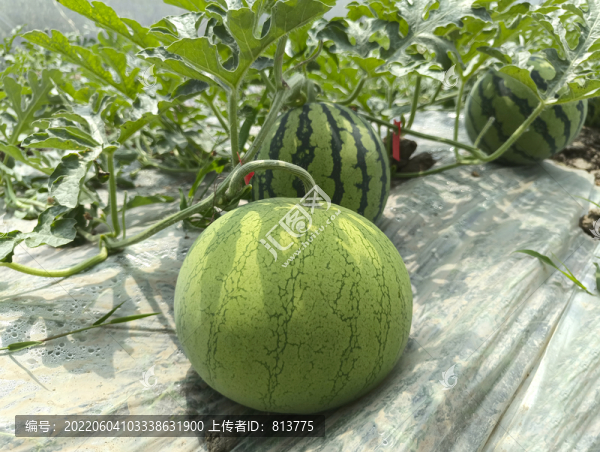 花皮青藤大西瓜