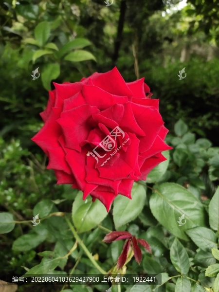 玫瑰花特寫
