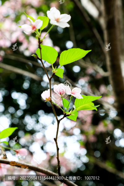 櫻花