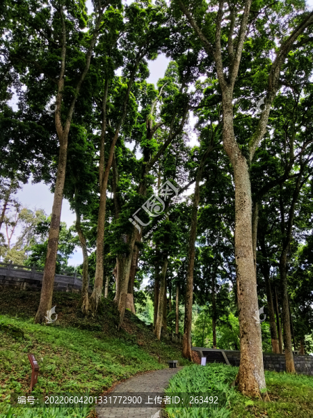 云峰寺楨楠樹林