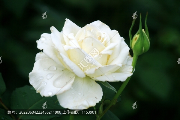 月季花