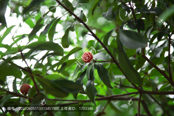 楊梅