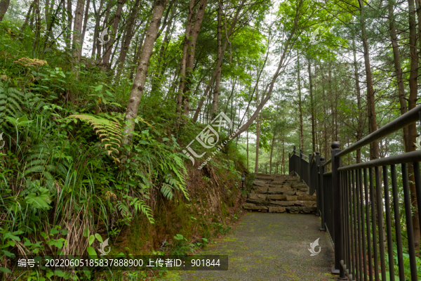 重慶市巫山縣摩天嶺森林公園