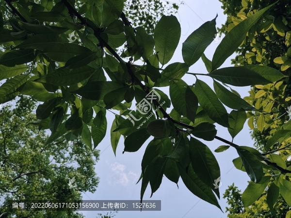 野生桃樹