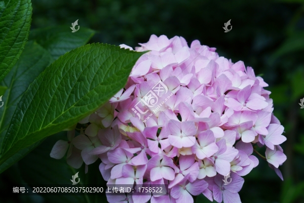 繡球花