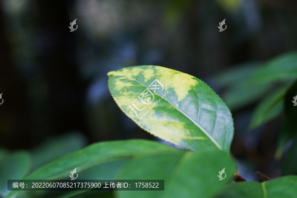 綠葉