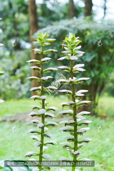 蝦蟆花