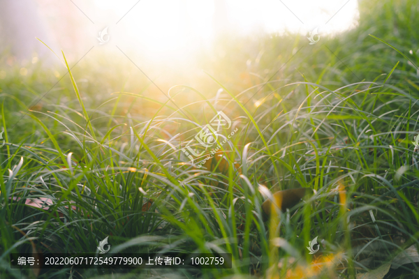 中央公園戶外景色草坪綠色