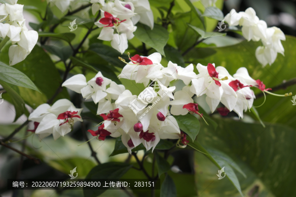 三角梅