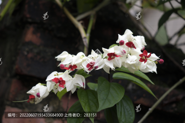 三葉梅