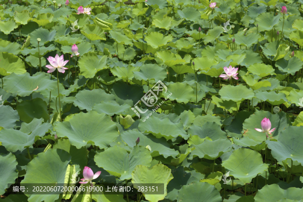 荷花